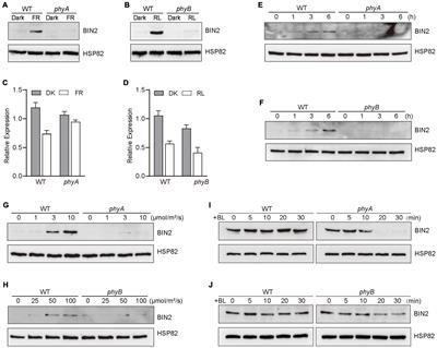 Phytochromes A and B Mediate Light Stabilization of BIN2 to Regulate Brassinosteroid Signaling and Photomorphogenesis in Arabidopsis